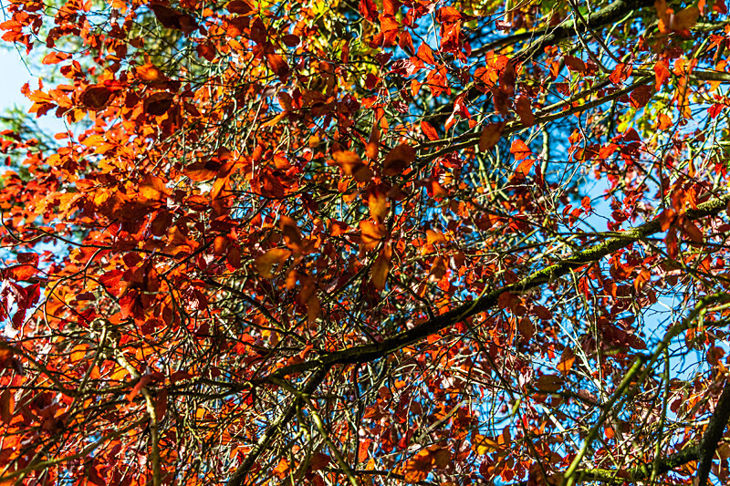 The leaves on the trees - Autumn