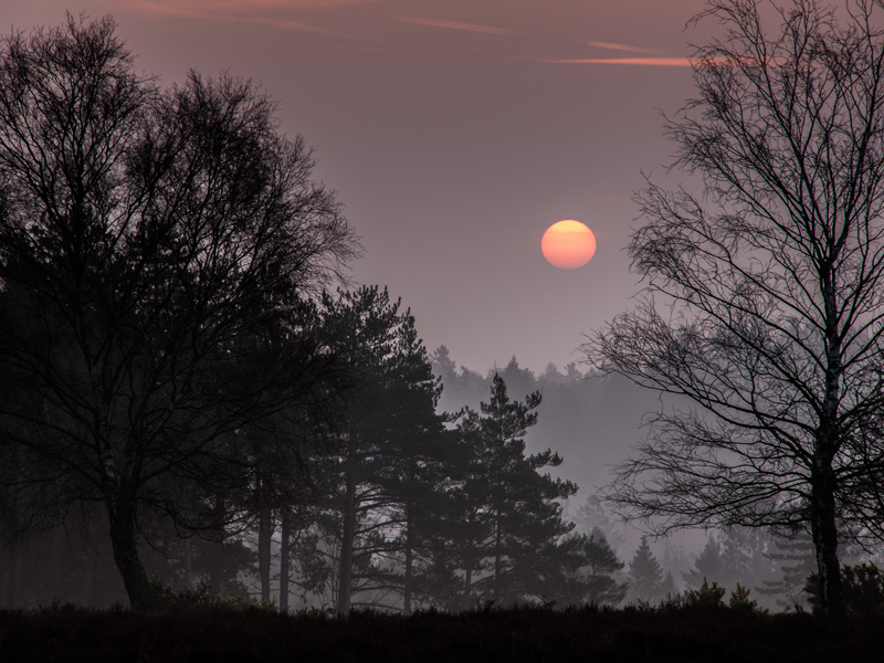 Silhouettes at Mogshade - New Forest