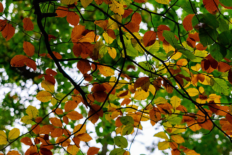 Autumn Leaves - Autumn