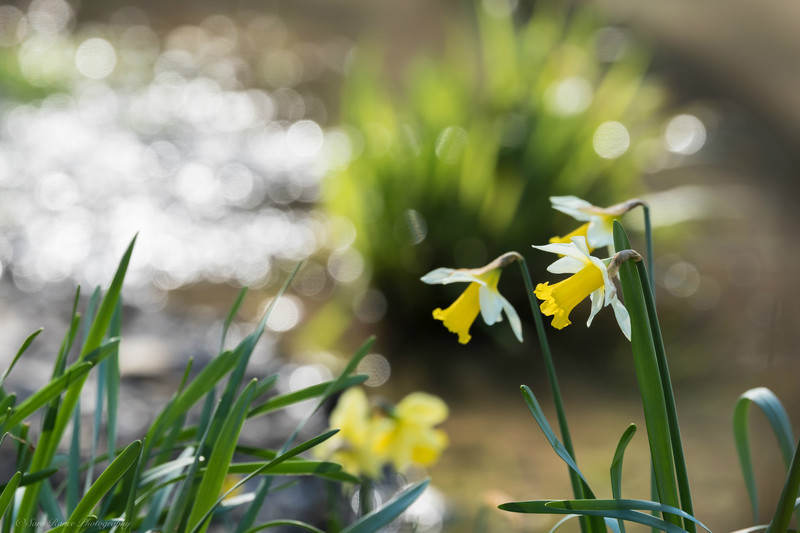 Daffodils in the wind with a stream running behind, playing with the light