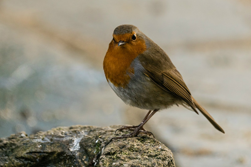 Robin by Sara Rance Cracking Photography