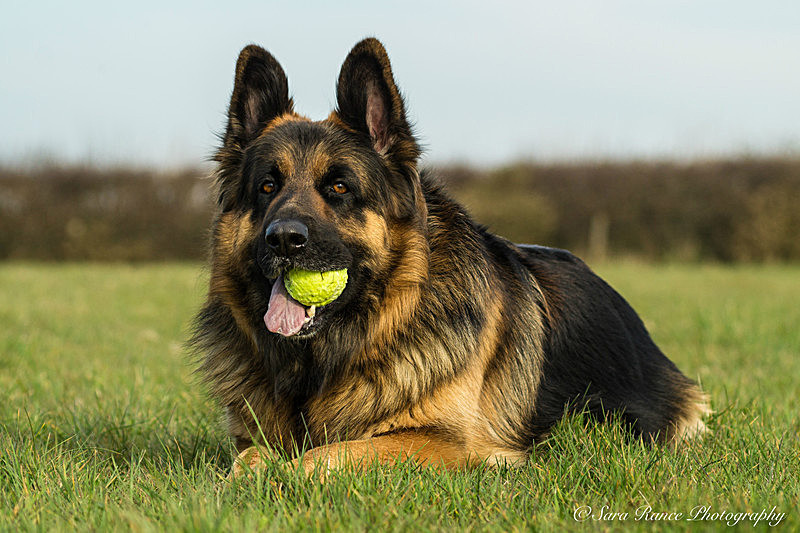 Dog Portraits of Breeze a German Shepherd by Sara Rance of Cracking Photography