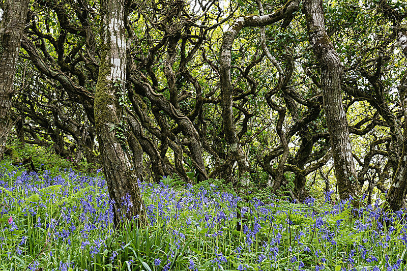 Dizzard Bluebell Woods