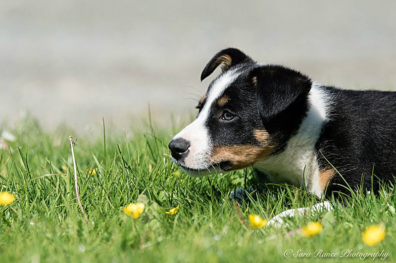 Dog Portraits of Skye a border collie sheepdog by Sara Rance of Cracking Photography