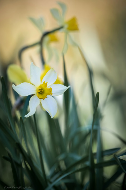 Daffodils in the wind