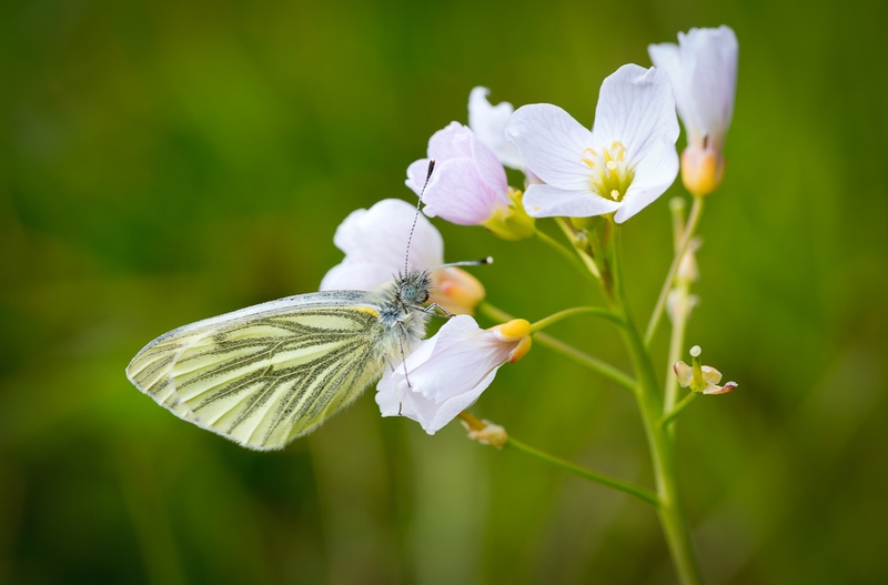 Green-Veined_White_Butterfly - Other Animals, Birds and Wildlife