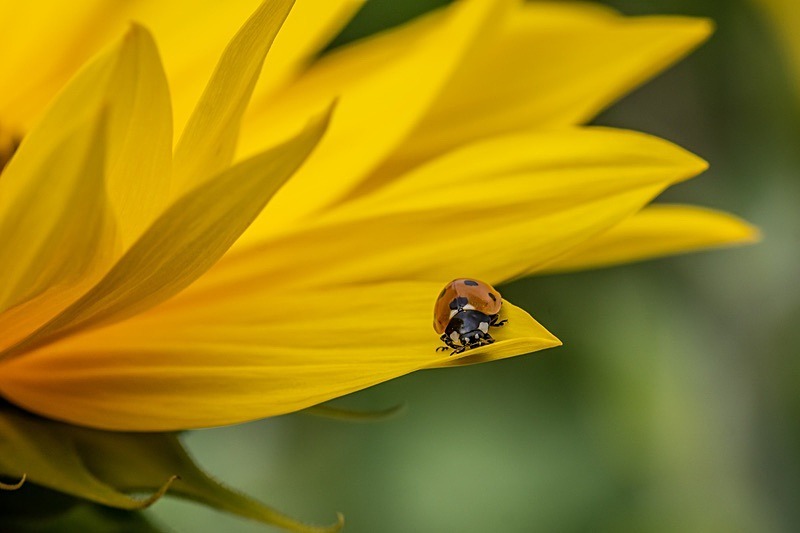 Sunflowers1 - Sunflowers
