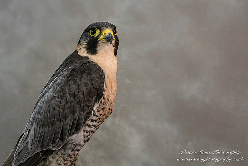 Peregrine Falcon Full - Other Animals, Birds and Wildlife