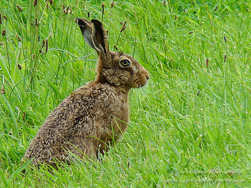 Hare by Sara Rance Cracking Photography