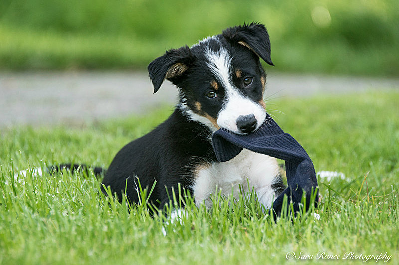 Dog Portraits of Skye a border collie sheepdog by Sara Rance of Cracking Photography
