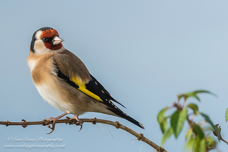 Goldfinch by Sara Rance Cracking Photography