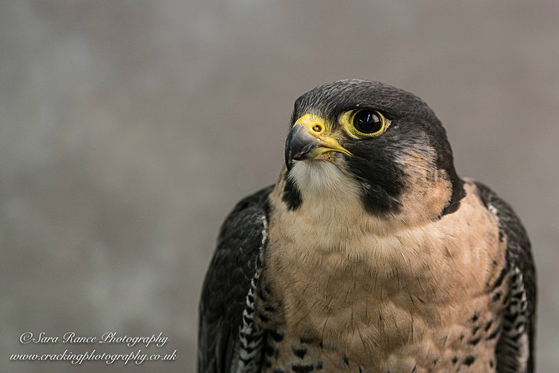 Peregrine Falcon - Other Animals, Birds and Wildlife