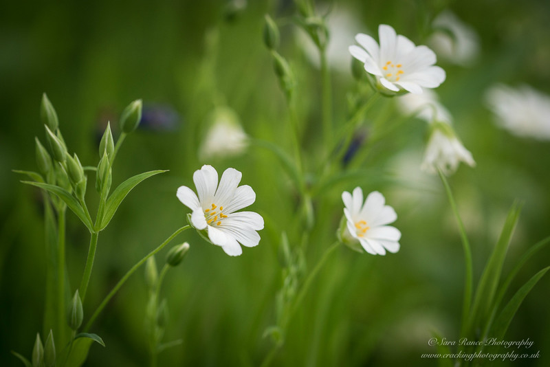 Spring Woodland Wild Flowers