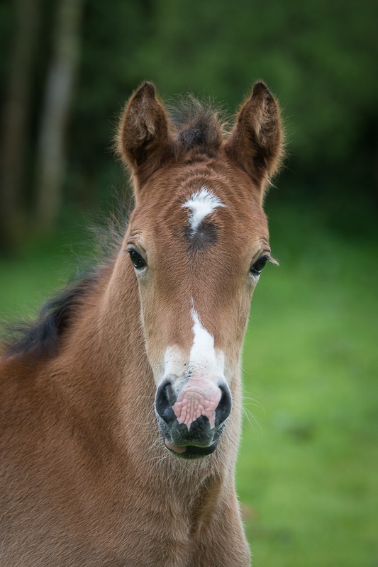 Innocents - Equestrian Related (under construction)