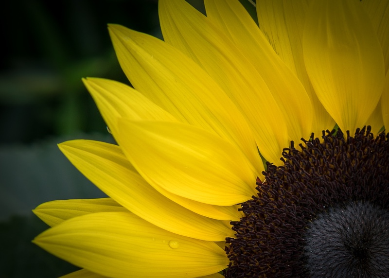 Sunflower - Sunflowers