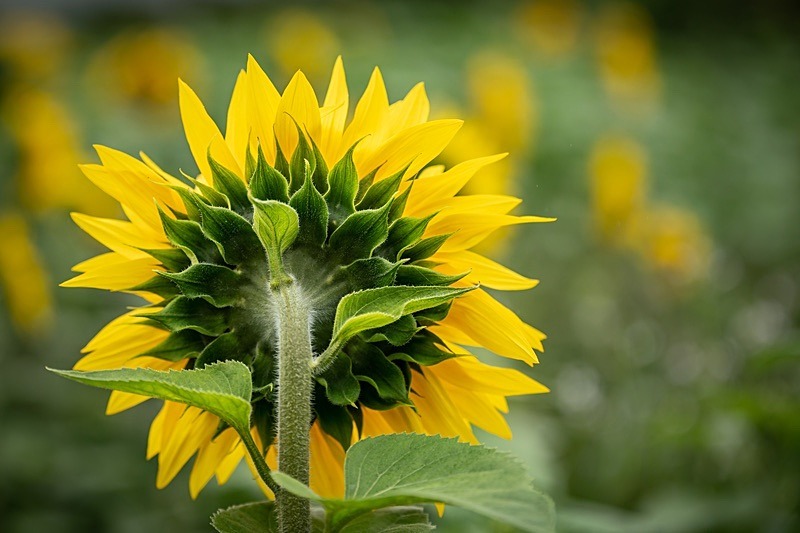 Sunflowers7 - Sunflowers