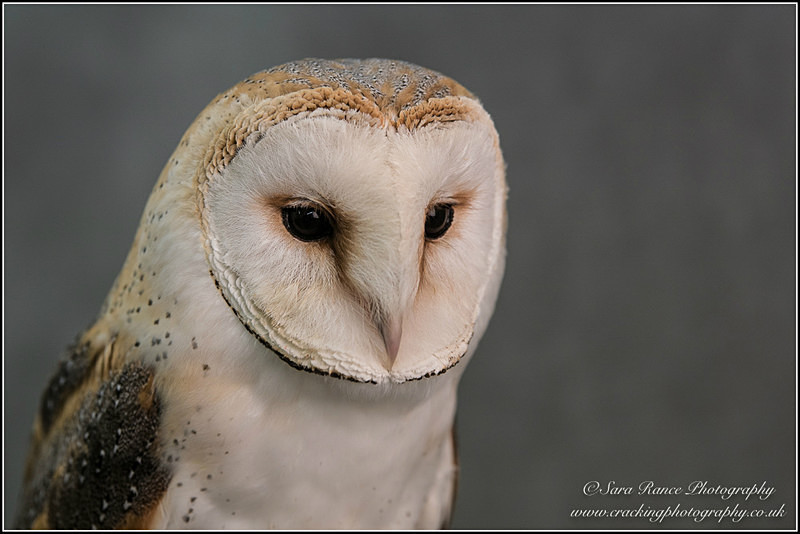 Barn Owl by Sara Rance Cracking Photography