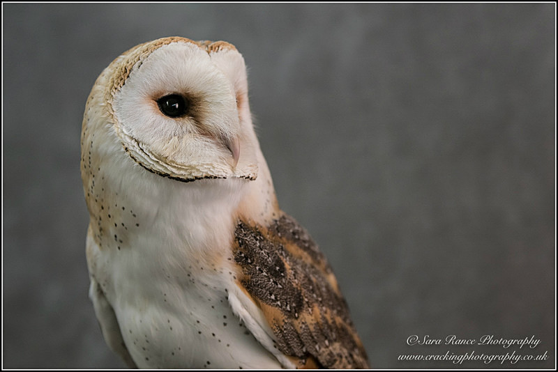 Barn Owl by Sara Rance Cracking Photography