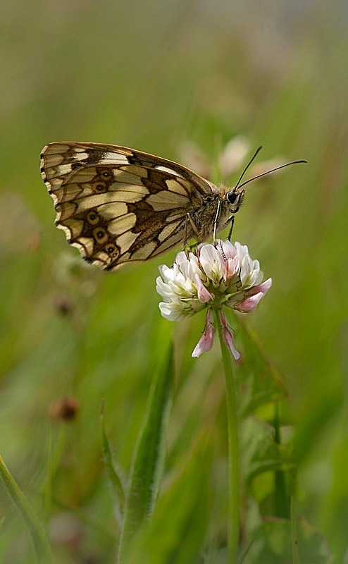 Marbled White Butterfly - Other Animals, Birds and Wildlife