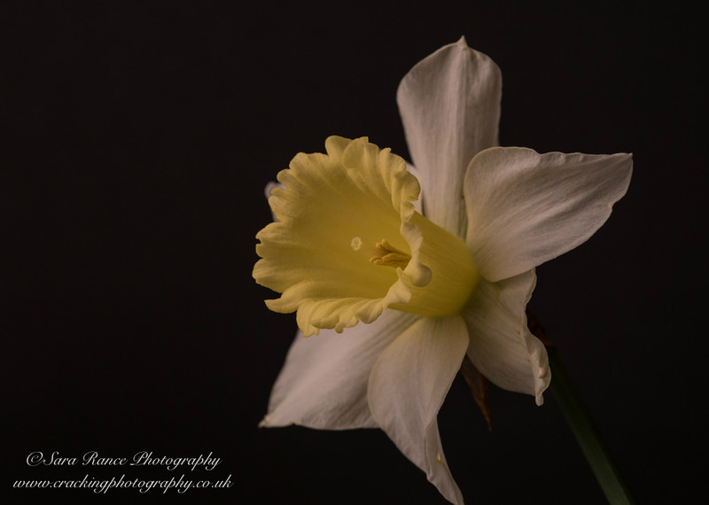 Single Daffodil on black