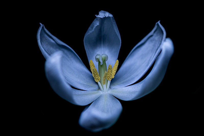Tulip