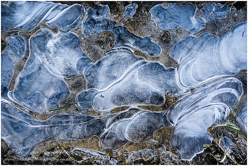 Muddy Ice Puddle - Frost
