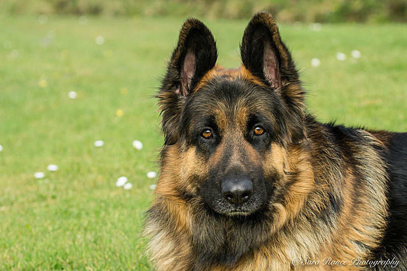 Dog Portraits of Breeze a German Shepherd by Sara Rance of Cracking Photography