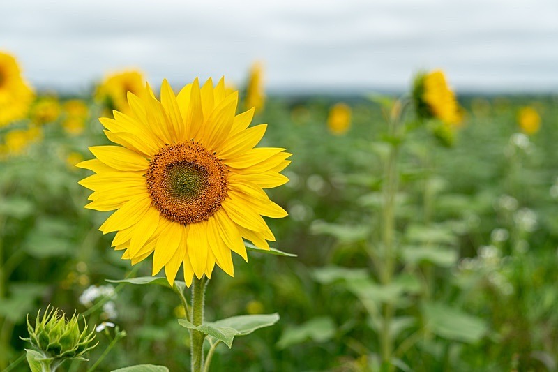 Sunflowers10 - Sunflowers