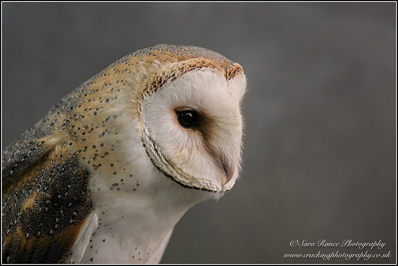 Barn Owl by Sara Rance Cracking Photography