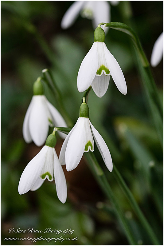 Snowdrops - tiny wonders
