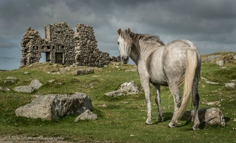 Dartmoor pony and ruins