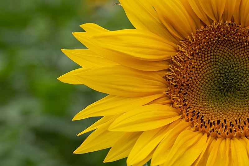 Sunflowers3 - Sunflowers