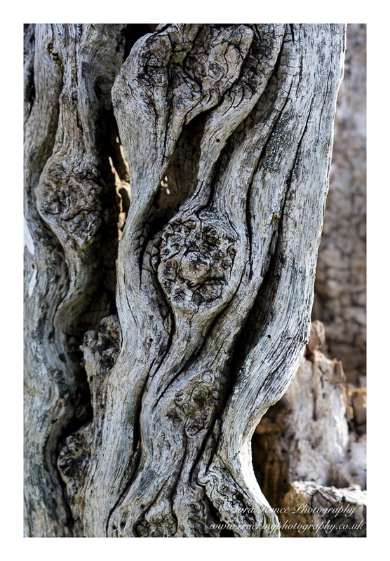 Weathered Wood - Abstract and Geology