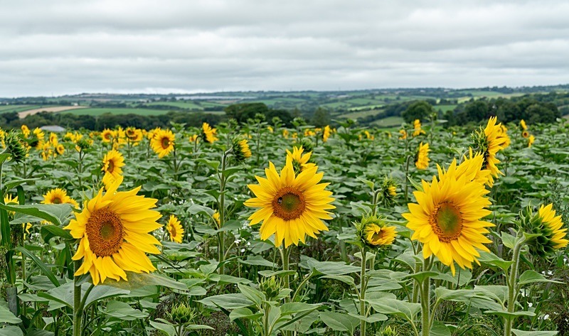 Sunflowers8 - Sunflowers