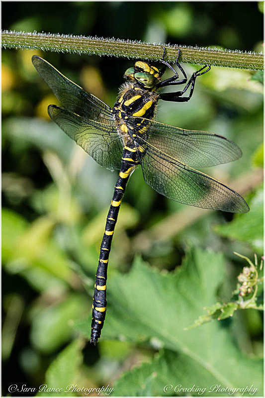 Golden Ringed Dragonfly by Sara Rance Cracking Photography