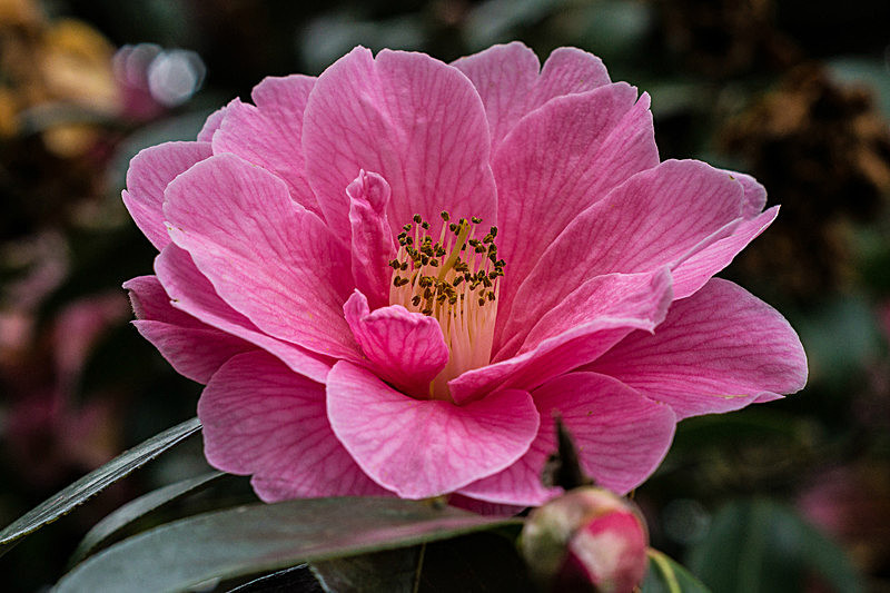 Camellia