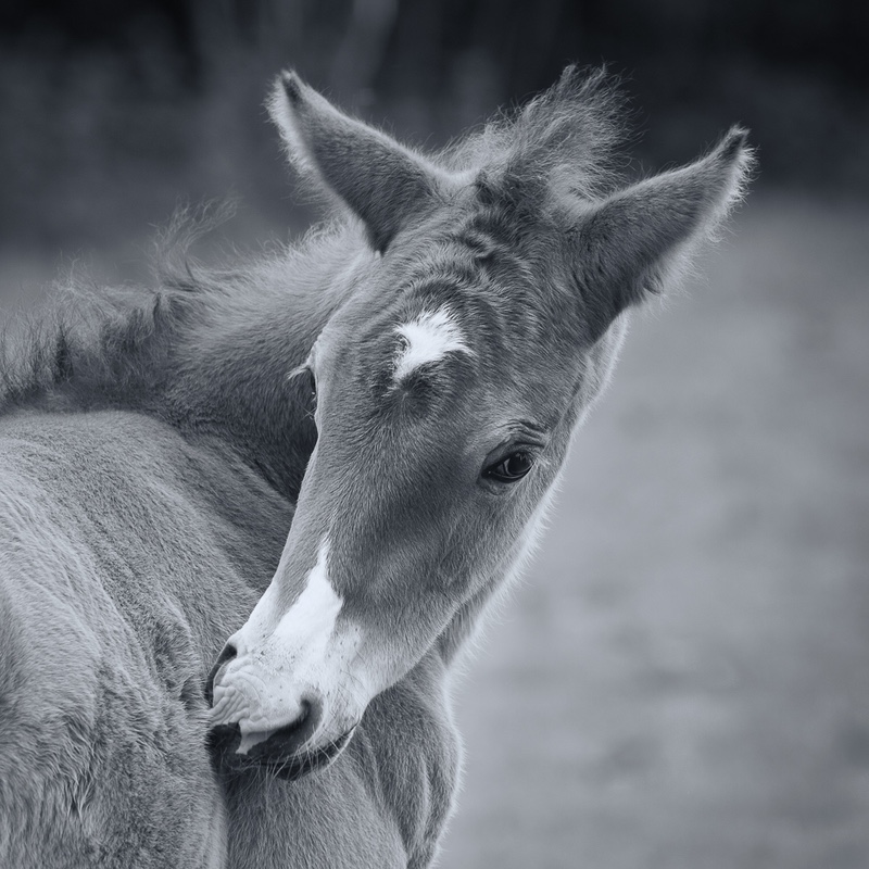 Mono foal - Equestrian Related (under construction)