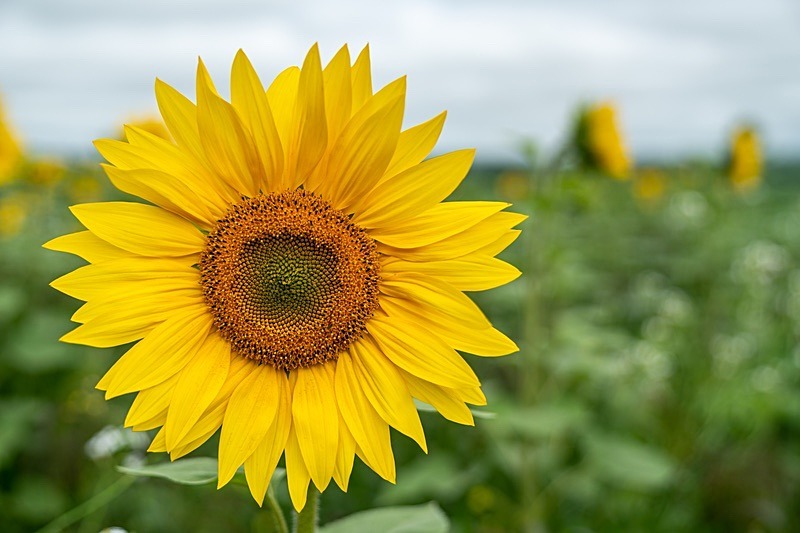 Sunflowers9 - Sunflowers