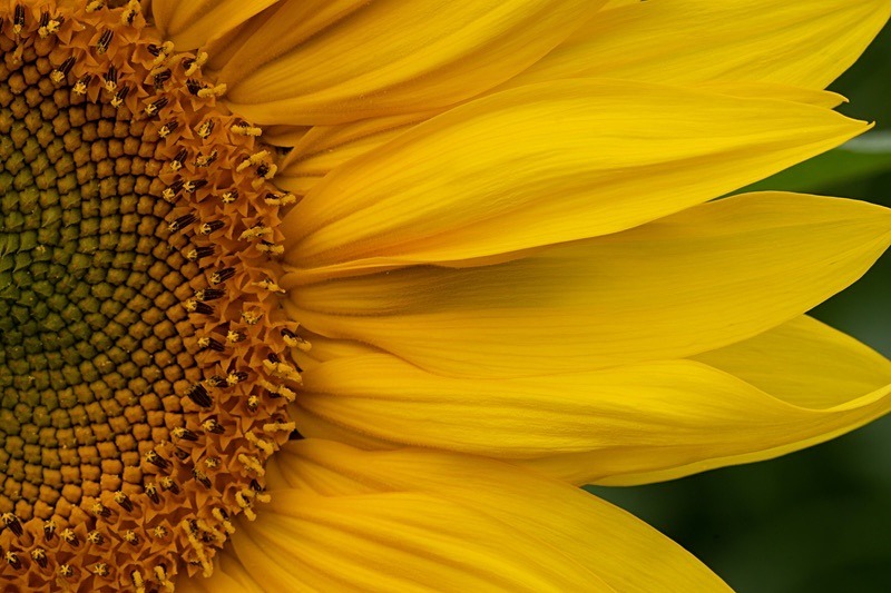Sunflowers4 - Sunflowers