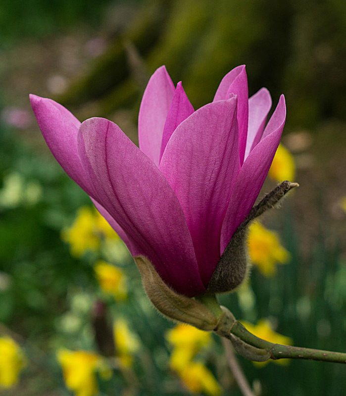 Magnolia with daffodils in the wind