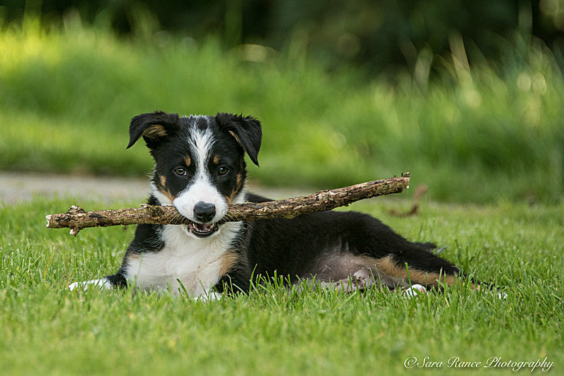Dog Portraits of Skye a border collie sheepdog by Sara Rance of Cracking Photography