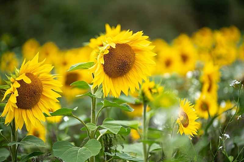 Sunflowers6 - Sunflowers