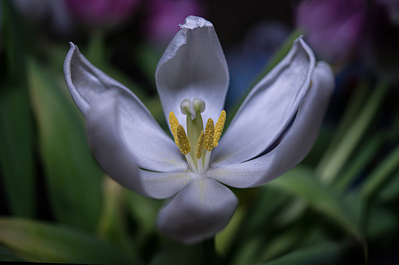 Artistic tulip
