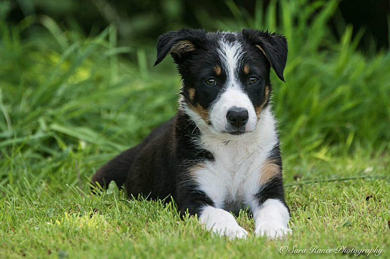 Dog Portraits of Skye a border collie sheepdog by Sara Rance of Cracking Photography