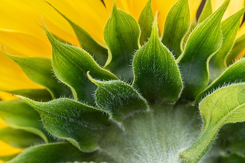 Sunflowers2 - Sunflowers