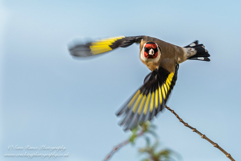 Goldfinch in flight by Sara Rance Cracking Photography
