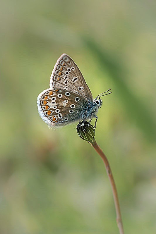Common Blue Butterfly - Other Animals, Birds and Wildlife