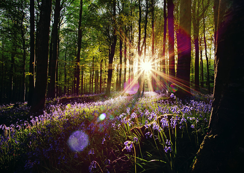 Tollymore Bluebells (i) - Irish Landscapes