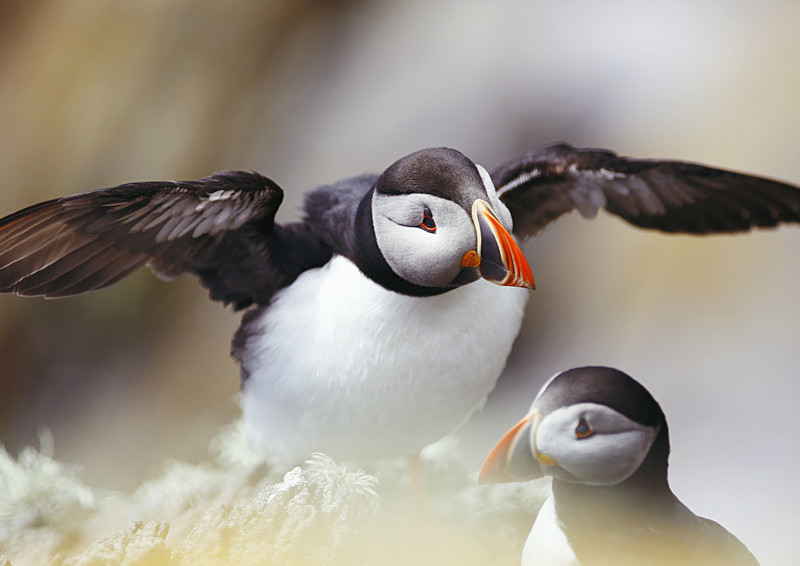 Puffin (ii) - Irish Landscapes
