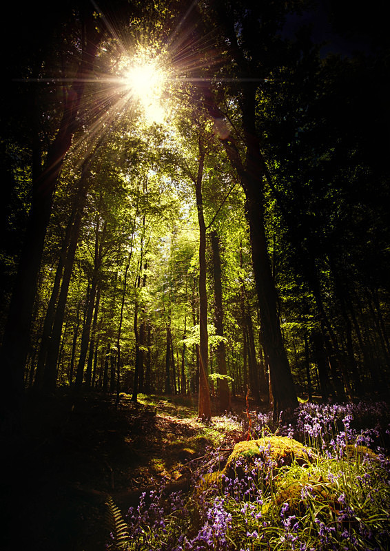 Enchanted Forest - Irish Landscapes